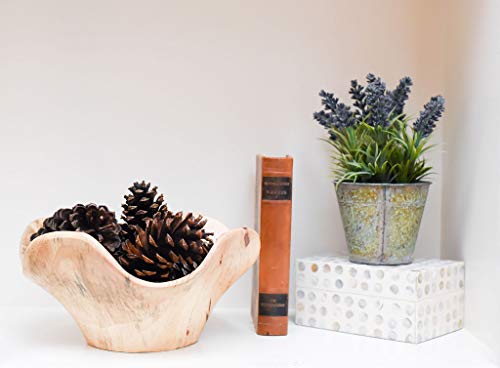 24 PineCones 3" to 4” Tall Bulk Package All Natural, Bug Free, and Perfect for Crafting for Home Accent Decor Pine Cones - UNSCENTED (24)