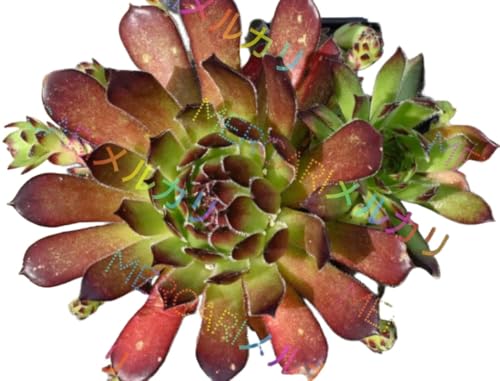 �Z���y���r�E�� �A�� Woodland Glade
