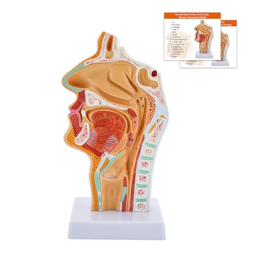 Modelo Anatómico Humano Nasal Cavidad Oral Garganta Anatomía Para la Ciencia Aula Estudio Mostrar Enseñanza Modelo Médico