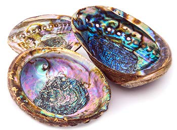 Hand Selected Abalone Shell, 6 Inches Or Larger. Perfect For Holding Incense, Trinkets, And More #TOP3