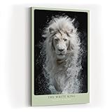 Lion blanc dans de l'eau éclaboussée sur fond noir. Portrait animal majestueux. Produit durable et de qualité supérieure.