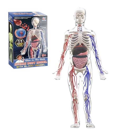Squelette humain en kit scientifique pour les devoirs à la maison