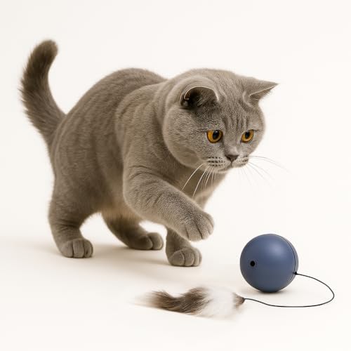 PETTENA L   L {[ ] 3[h d ybg L ߋ dC{[ lV Ԃ XgX ^s {\h ˂ lR (OC)