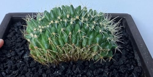 綴化」の人気商品一覧 | 安い商品を通販サイトから探す - 価格.com