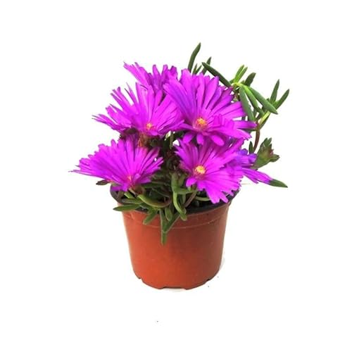 Mesen Natural (Lampranthus) Planta Rastrera de Exterior con Poca Necesidad de Agua