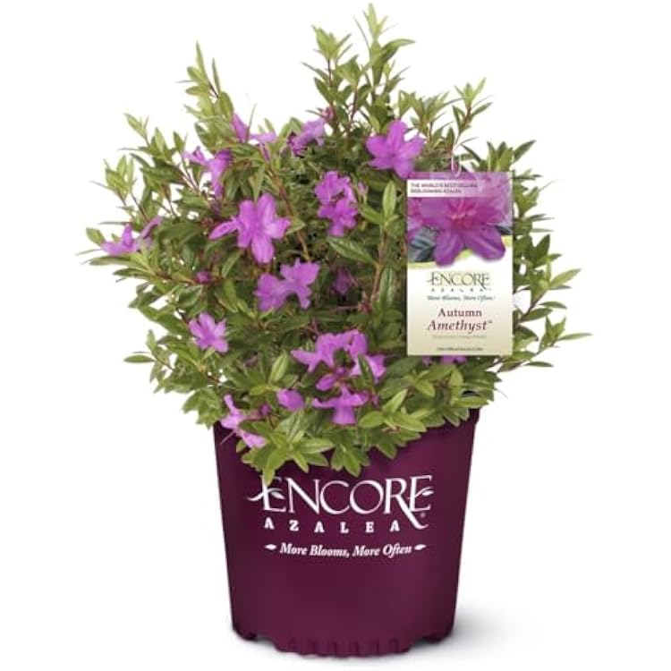 Autumn Amethyst Encore Azalea 1 Gallon - Purple, Pink Flowering Shrub - Reblooming Rhododendron Plants