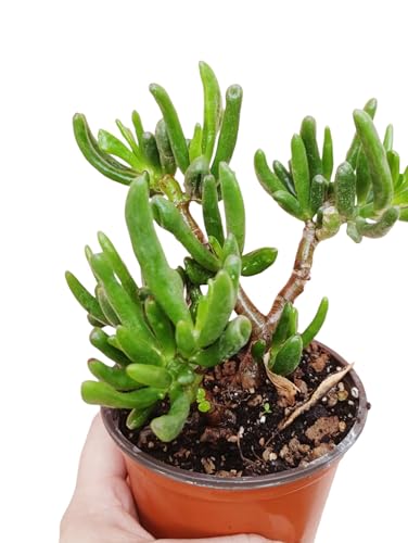 Crassula ovata “Gollum” succulenta con foglie cilindriche - vaso Ø10 cm
