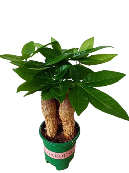 PHULWA Money Tree Triple Trunk Plant (Pachira Aquatica Money Tree) Plastic Pot, Air Purifying indoor & Outdoor, Plant for home & Office decoration (B0C43NMYRH) Amazon Price History, Amazon Price Tracker