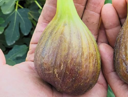 Olympian Fig Tree Live Plant – Cold Hardy Ficus carica – Large Sweet Purple Figs – Self-Pollinating – Two Crops – Zones 6–10
