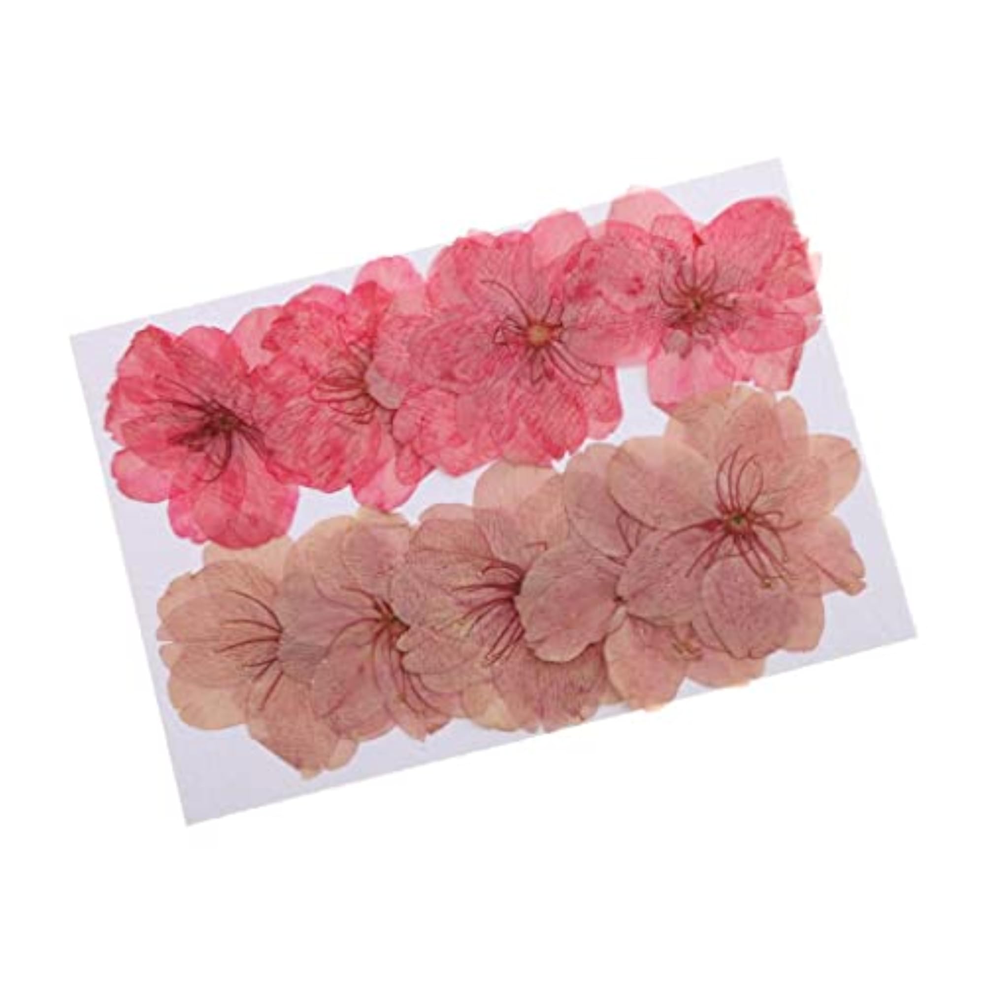 Mixed Color Pressed Dried Sakura Flowers for Art Craft