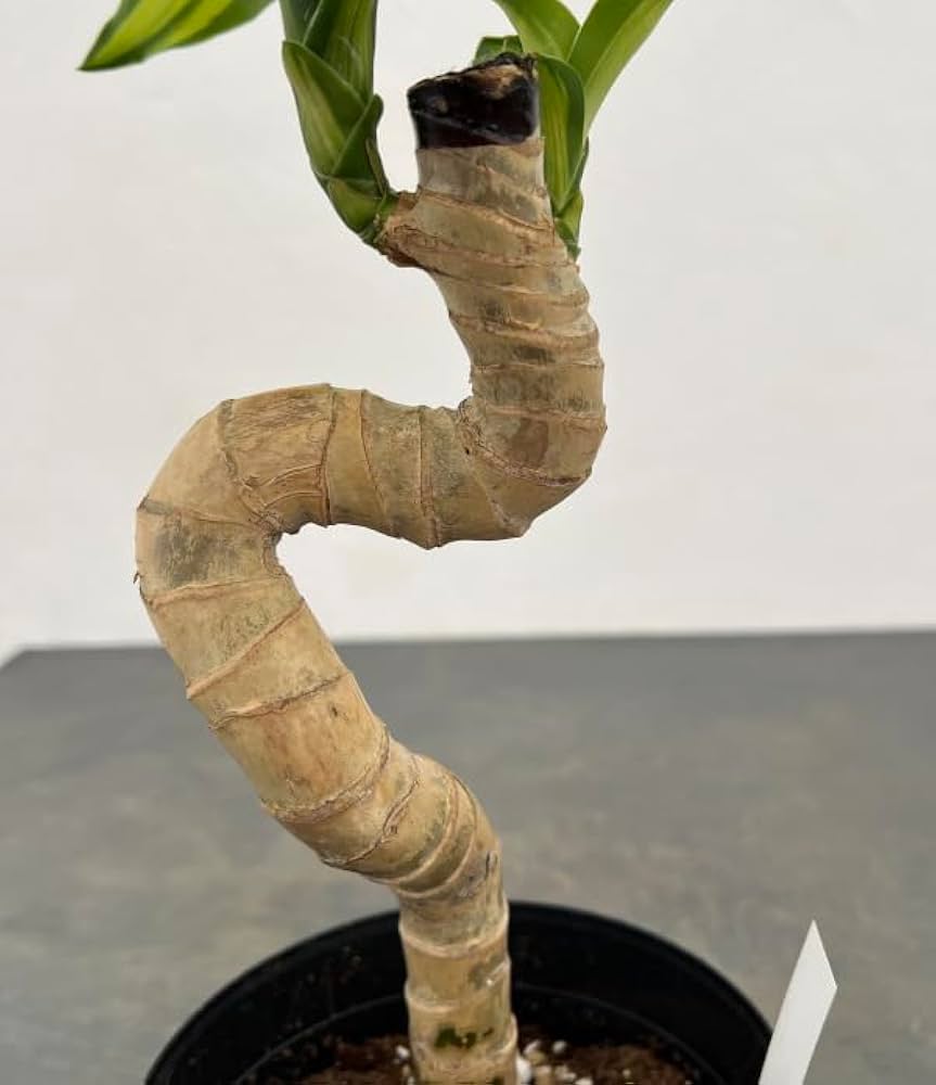 観葉植物 マッサンゲアナ Amazon｜ドラセナ マッサンゲアナ 幸福の木 観葉植物 立派でな幹