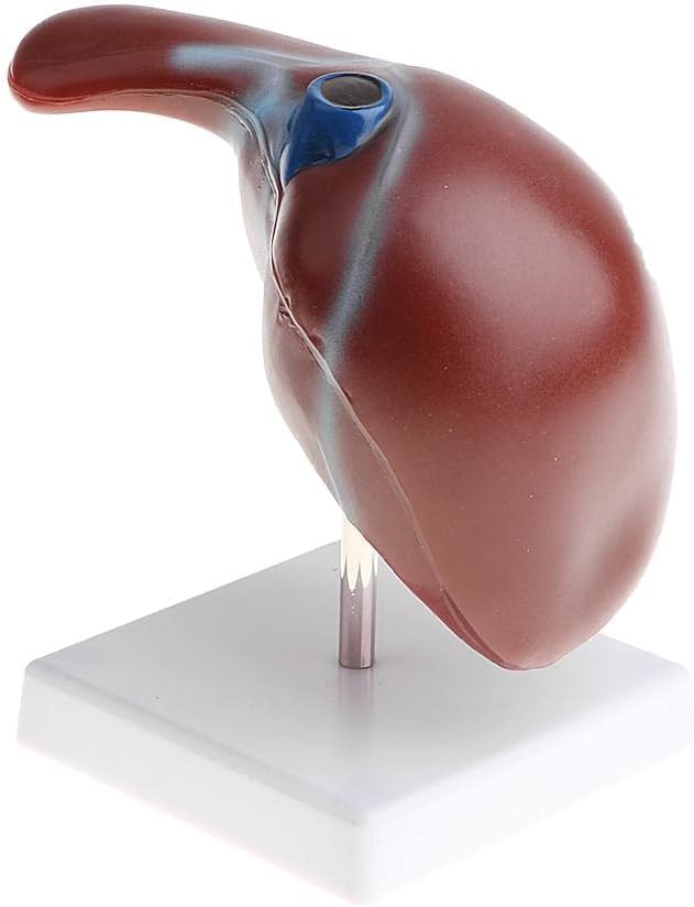1:1 Human Liver Anatomical Model - Lifesize Teaching Display Kit for Science Biology Lab Supplies -Material, Detailed Structure - Great for Classroom Decoration & Learning Aids
