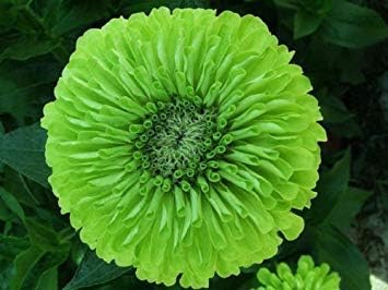 Amazon Co Jp 盆栽の種緑の嫉妬ジニアユニークな緑色の櫛s Hで大きく美しい花 Diy Tools Garden