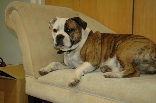 image for The Company of Animals Pet Corrector Spray for Dogs, Dog Training Spra