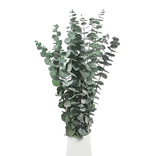 INSANYJ 16 Pcs Eucalipto Natural, Preservado Planta de Eucalipto, Flores Secas Decoracion Ramas Secas Decorativas Adecuado para Banquete de Bodas Fiesta Familiar Decoración de Mesa de Bricolaje.