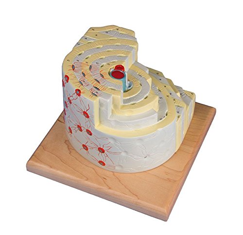 Bone structure model, 500 times size