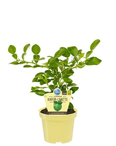 Kaffir Lime Tree - Citrus Hystrix Plant in 12cm Pot