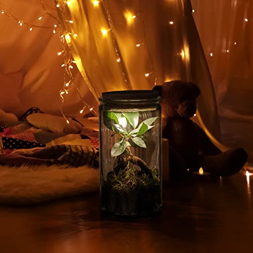 vdvelde.com - Ecosysteem plant met lamp - Ecoworld Weck Glas met Lamp + 1 Mini Bonsai Ginseng - Ø10,5 cm - Hoogte 21 cm - Afbeelding 3