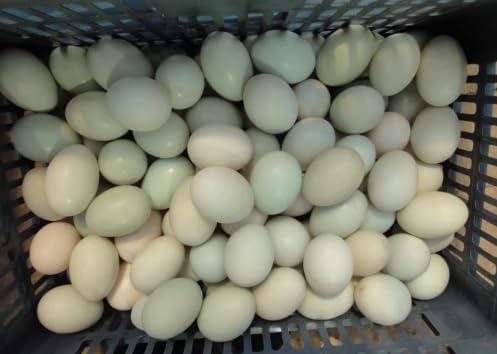 Automatic Egg Washing Machine - Electric Egg Washer for Fresh Eggs, 2300 Pcs/H, Features Roller Brush for Chicken, Duck, Goose Eggs