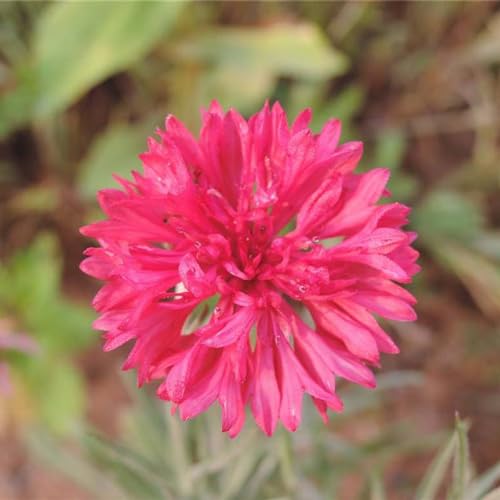 semillas de aciano 1000pcs