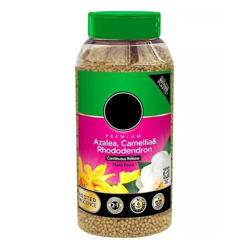 Miracle-Gro Azalea, Camellia & Rhododendron Continuous Release Plant Food 900g Feeds for 6 Months For Acid-Loving Plants With Iron Strong Growth, Vibrant Blooms, Healthy Roots Pink - 1 Pack