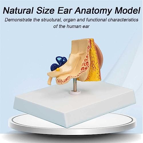 Modelo de anatomía del oído interno humano para estudiar anatomía 6