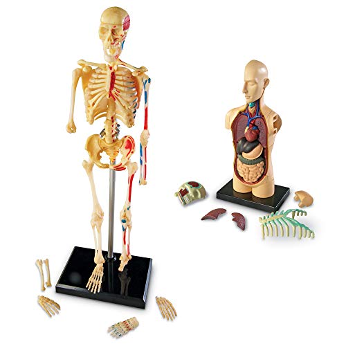 El mejor review de Juego anatomía al mejor precio. 5 Imagen adicional