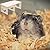SCHUIWINNER One Piece Natural Hamster Wood House Funny Hamster Tunnel Exploring Toys Cute Useful Hamster Hiding Toys Hamster Chamber for Pets Hamsters