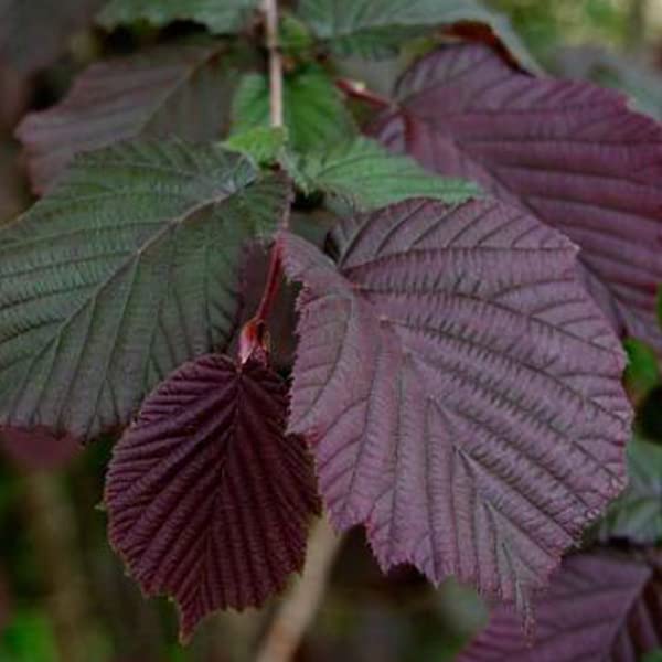 Noisetier pourpre – Corylus maxima 'Purpurea' 60-80 cm pot | Arbuste vigoureux, feuillage pourpre foncé, parfait haie & grand jardin
