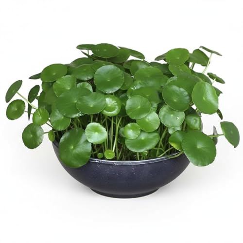Image of Live Chinese Money Plant with Pot | Pilea Peperomioides UFO Pennywort Feng Shui Lucky Plant | Air Purifying Indoor Plant for Office Desk Living Room Balcony Home Decor | Pack of 1