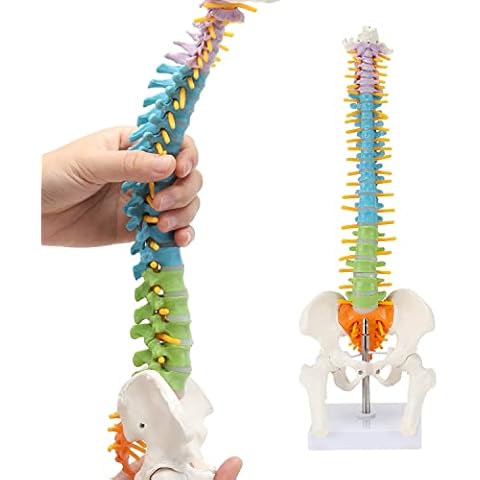 MIIRR Mini Color Spine Anatomy Model, 16.5" Human Spine Model with Spinal Nerves, Intervertebral Discs, Pelvis Model, Great for Learning, Teaching, Displaying Cover