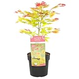 Bloomique