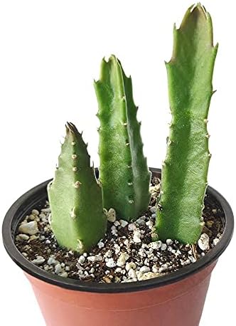 Stapelia Gigantea Zulu - Suculenta gigante Planta de cactus de estrella de mar (4 pulgadas)