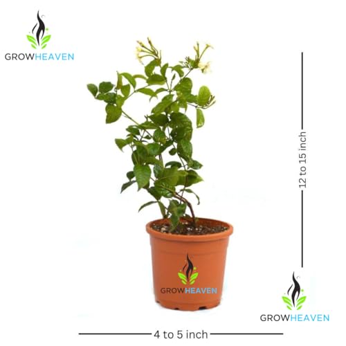Image of live plants (MADHUMALTI FLOWER PLANT)