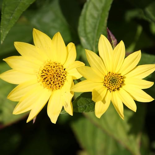 Plant Theory 9cm Pot Helianthus Lemon Queen Sunflower Perennial