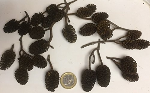 catappa-leaves Riesen Erlenzapfen (~2x3cm - 25 Stück), Schwarzerle, Alnus glutinosa, Black Alder Cones Cover