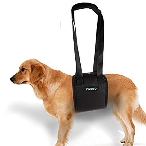Harnais Support Levage Chien Réadaptation Avant Arrière Jambes XL