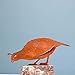 Elegant Garden Design Quail - Female, Steel Silhouette with Rusty Patina