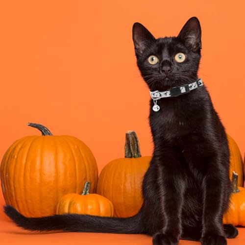 Collares de gato suaves que no rozan el cuello y traen cascabel 7