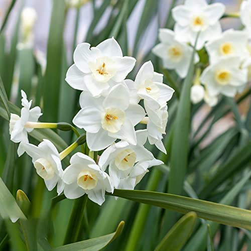 bulbi di narcisi perenni resistenti balcone giardino, balcone resistenti giardino 6pcs