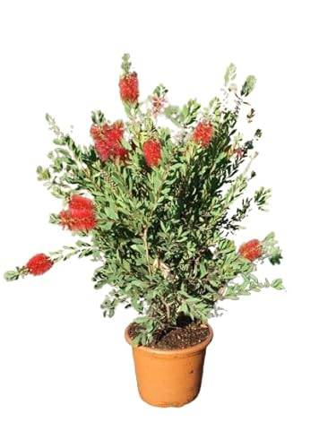 Callistemon - Arbusto Natural de Hojas Verdes para Jardines
