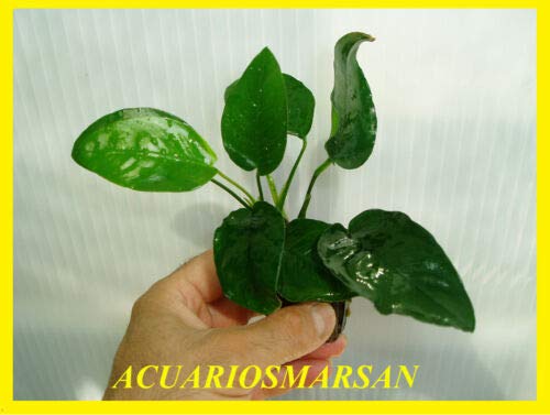 Desconocido Planta DE Acuario ANUBIA BARTERI