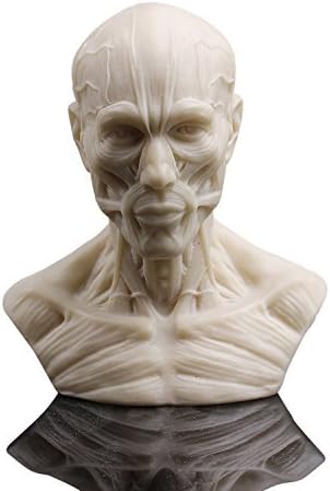 Doc.Royal Human Bust Sculpture Statue Resin Sketch Draw Plaster Cast Artist Model Decor