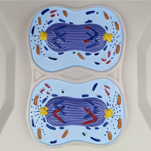 Modèle anatomique de méiose cellulaire résolvant les difficultés d'explication de la mitose - 2