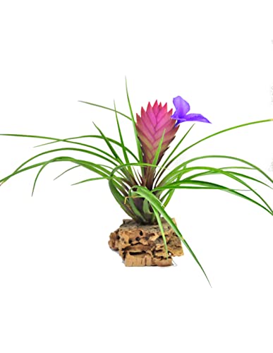DECOALIVE Clavel del Aire de Color Rosa Planta Tillandsia Anita