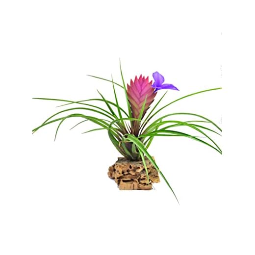 DECOALIVE Clavel del Aire de Color Rosa Planta Tillandsia Anita