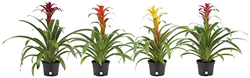 Costa Farms Live Bromeliad Indoor Tabletop Plant in 6-Inch Grower\'s Pot, Grower\'s Choice - Red, Pink, Orange, Yellow - Thumbnail 3