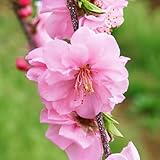 ＩＴＡＮＳＥ 花桃(ハナモモ) ひなのたき(枝垂れ花桃) 6号 1個売り【品種で選べる花木苗/果樹苗】ひなのたきは、ピンク色の八重咲きで、花弁の数が多いのが特徴のしだれ花桃。開花期間が長く、3週間以上楽しめます。また、観賞用のモモですが、果実も食べられます。一般的な桃と比べて、やや小さいものの、苦みや渋味がなく、酸味が少ないです。自家結実性があり、1本で実がなります。