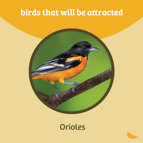 Birds Choice OFF Oriole Flower-Shaped Feeder W/Heart Ornament thumb #7