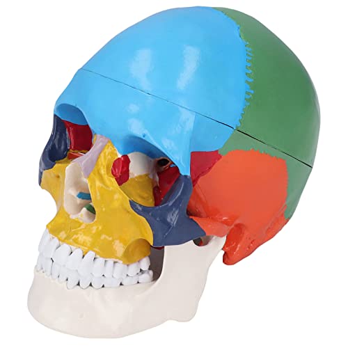 Modelo de Crânio 1:1 Cor Humana para Estudante de Medicina Crânio Humano Em Tamanho Real Cabeça de C